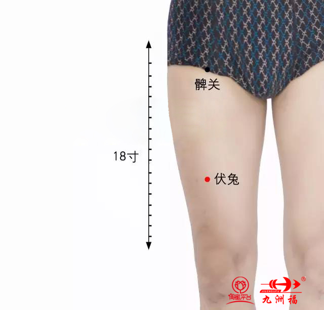 伏兔穴